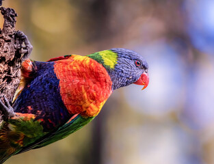 Lorikeet