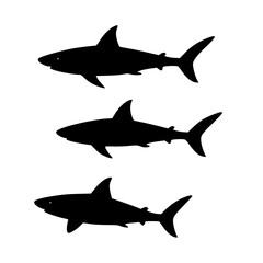 Fototapeta premium three tiger shark silhouette together