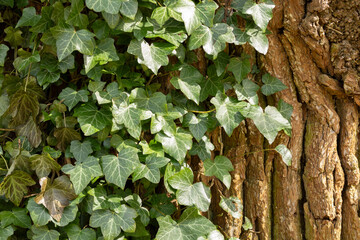 Close-up view of green ivy leaves climbing a tree trunk, showcasing the beauty of foliage in nature. The textured bark contrasts with the vibrant leaves, 