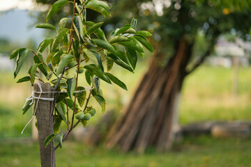 Unripe persimmons growing in a home garden in summer