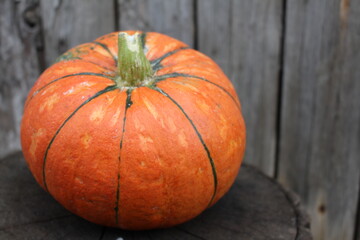 A pumpkin grown for Halloween sits on a stump in the backyard.