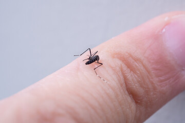 Aedes aegypti mosquitoes on human hand
