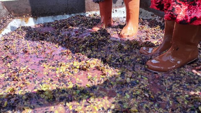 Traditional winemaking by crushing grapes with feet 