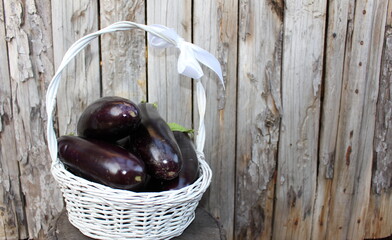 excellent eggplants in a basket collected from the garden at home