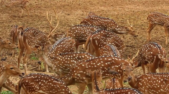Herd of spotted deers grazing in the forest video footage