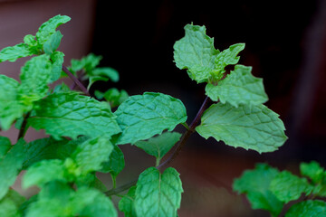 Fresh green mint leaves growing on a stem in natural light