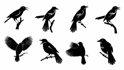 Obraz premium Silhouette depictions of northern mockingbirds perched and in flight on branches in various poses