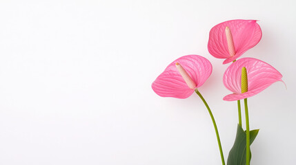 Pink flowers with green leaves are in a vase