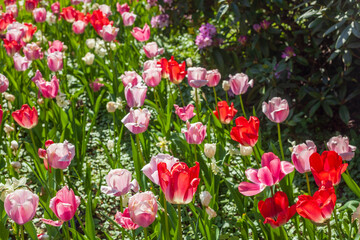 Obraz premium Bunt blühendeTulpen, (Tulipa), Blumenbeet, Deutschland