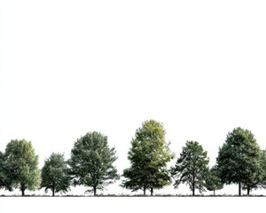 City Treeline. Isolated Tree Line on White Background in High Definition