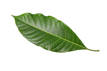 Obraz premium Close up of fresh green leaf with visible veins and natural texture isolated on white background