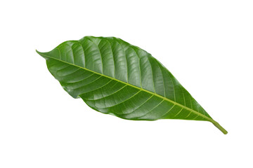 Obraz premium Single green leaf isolated on a white background displaying detailed vein structure for botanical study