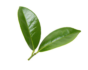 Obraz premium Green leaf on white background isolated for natural botanical concept and organic decor design use