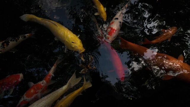 Vibrant koi fish gracefully swimming in a serene pond, showcasing a mesmerizing array of orange, white, yellow, and black colors against dark water. This high-resolution 4K footage at 60 FPS