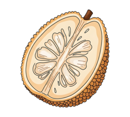 Detailed hand-drawn illustration of a ripe jackfruit cut in half, showcasing its internal structure with seeds and fibrous pulp on a white background
