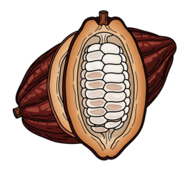 A detailed vector illustration of whole and halved cacao pods, revealing the raw beans, the natural source of chocolate.