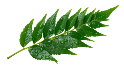 Fresh green leaf with water droplets, showcasing vibrant colors and natural beauty. Ideal for nature themed projects, this captures essence of freshness and vitality