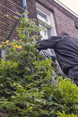 Pruning a wisteria