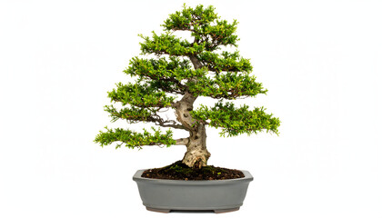 Elegant miniature bonsai tree in a minimalist grey pot, symbolizing harmony and tranquil beauty.