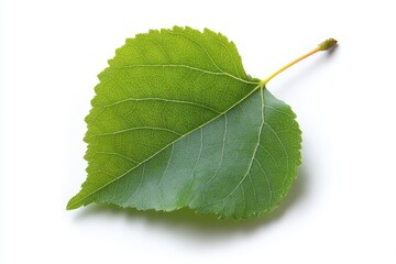 Cottonwood Leaf. Bright Green Poplar Leaf on Twigs and Tree Branch