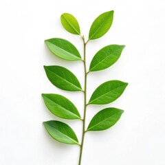 Fototapeta premium A delicate green leafy branch against a clean white background