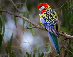 Eastern Rosella
