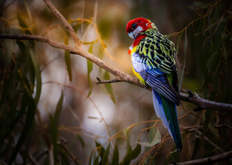 Eastern Rosella