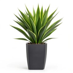 Vibrant green agave plant in a modern dark gray pot