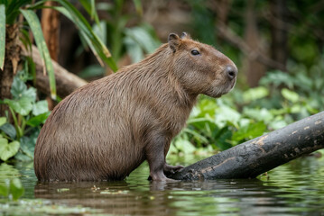 Capybara in Natural Habitat: A Close-Up View of a Semi-Aquatic Rodent
