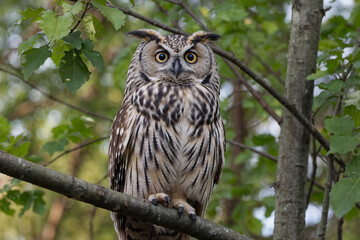 Majestic Long-eared Owl in Forest Habitat: A Stunning Wildlife Photograph