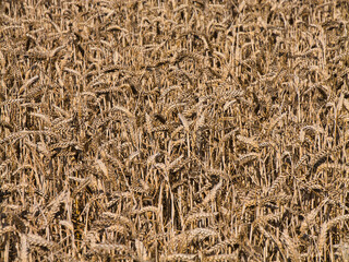 Close-up of ripe wheat heads under bright summer light in a field in the Shropshire Hills National Landscape, Shropshire, UK,  evoking harvest season and rural agriculture.