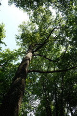 Fototapeta premium A tall tree with green leaves is in the middle of a forest