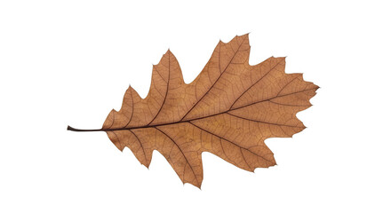 Obraz premium Dried Oak Leaf Detailed Texture Autumn
