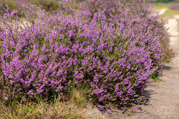 Obraz premium Selective focus bush of wild purple flowers Calluna vulgaris (heath, heide, ling or simply heather) is the sole species in the genus Calluna in the flowering plant family Ericaceae, Natural background