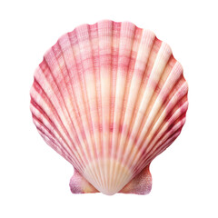 Pink and red scallop shell isolated on a transparent background