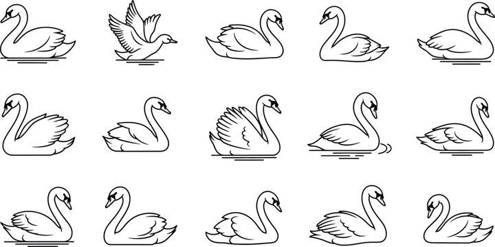 Collection of handdrawn swan illustrations set of vintage wildlife animals in sketch style for graphic design elements and decorative purposes