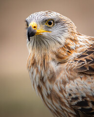 red kite portrait 