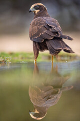 Western Marsh Harrier portrait
