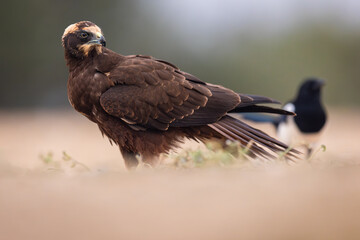 Western Marsh Harrier portrait