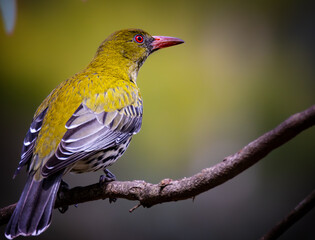 Olive-Backed Oriole