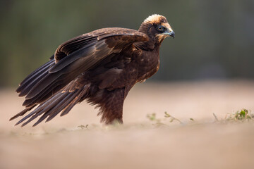 Western Marsh Harrier portrait