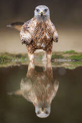 red kite portrait 