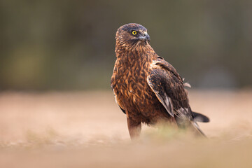 Melanistic Western Marsh Harrier portrait