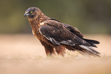 Melanistic Western Marsh Harrier portrait