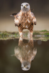 red kite portrait 