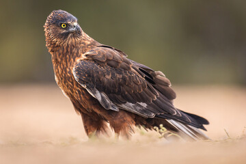 Melanistic Western Marsh Harrier portrait