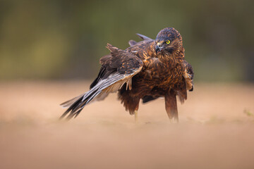 Melanistic Western Marsh Harrier portrait