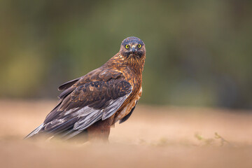 Melanistic Western Marsh Harrier portrait