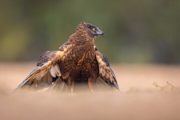 Melanistic Western Marsh Harrier portrait