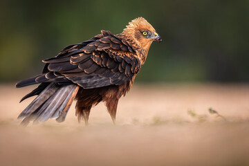 Western Marsh Harrier portrait